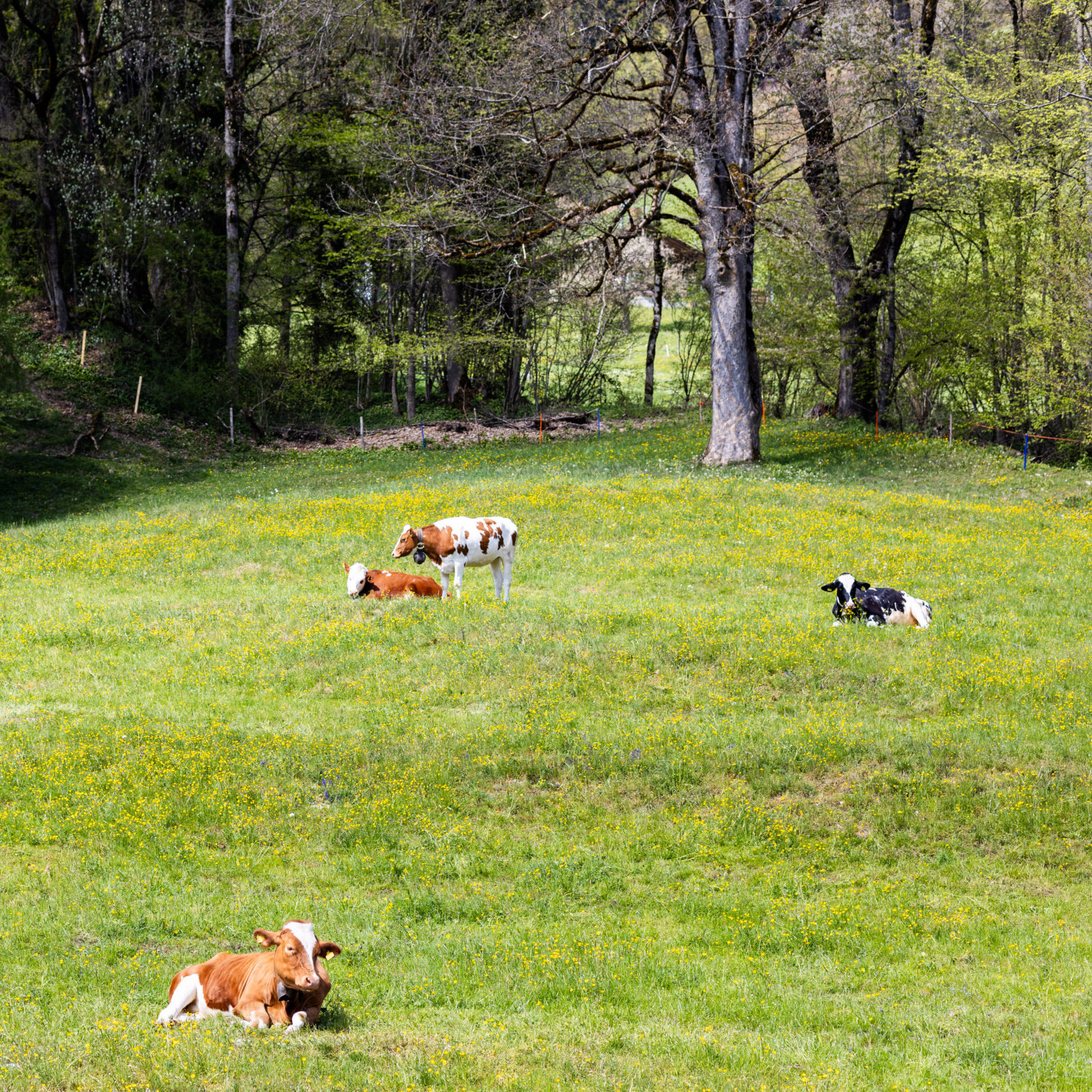 Swiss nature